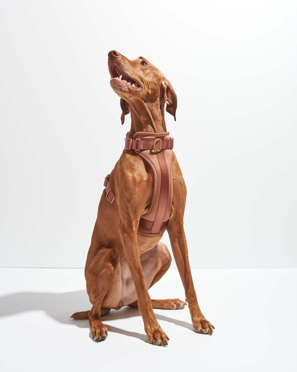 Cushioned No-Pull Dog Harness product image 20