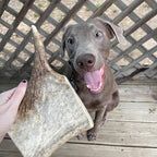 Moose Antler Paddle Dog Chew product image 2