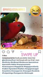 Parrot Birdie Bread Mix Bundle product image 38
