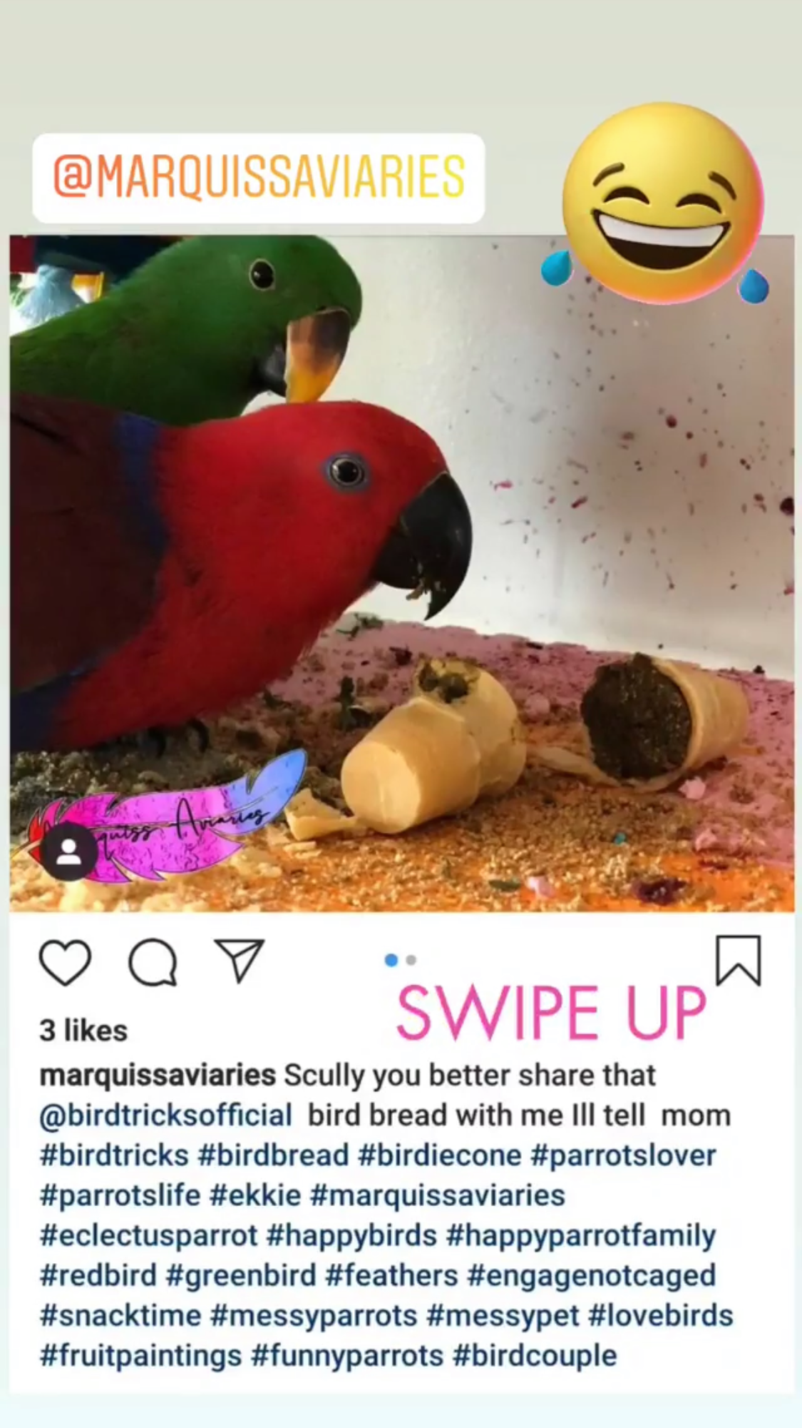 Parrot Birdie Bread Mix Bundle product image 38