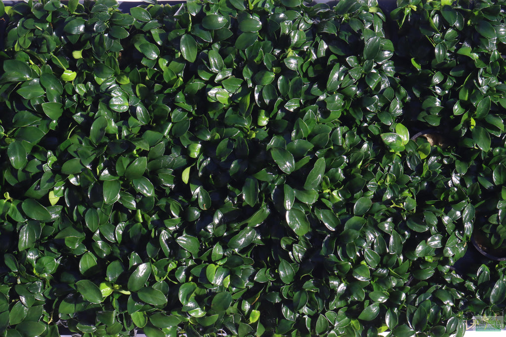 Live Anubias Nana Petite Aquarium Plant product image 27