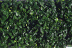Live Anubias Nana Petite Aquarium Plant product image 27