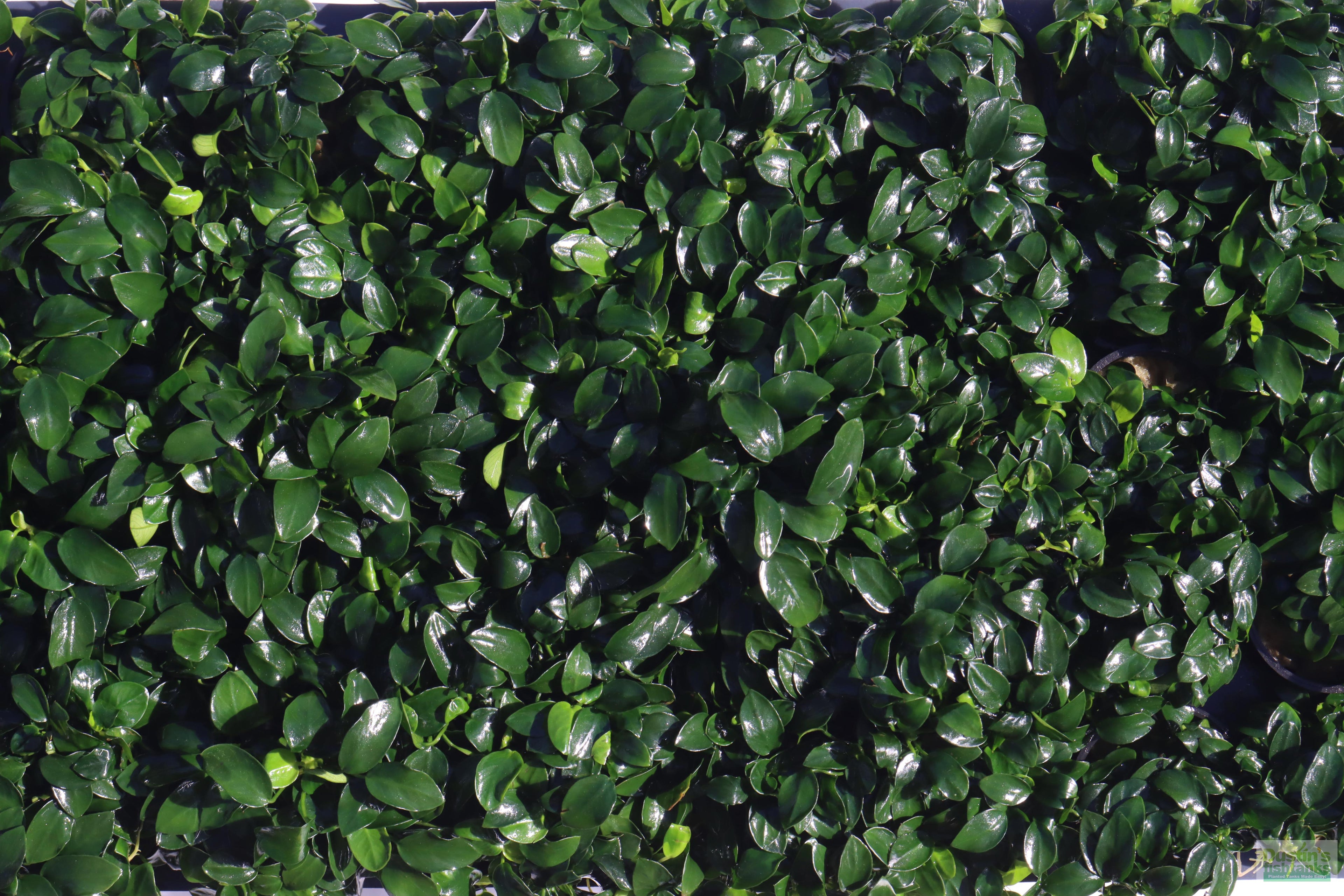 Live Anubias Nana Petite Aquarium Plant product image 27