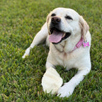 Thick-Cut Cow Ear Dog Chews product image 2