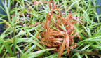 Live Dwarf Sagittaria Aquarium Plant product image 20