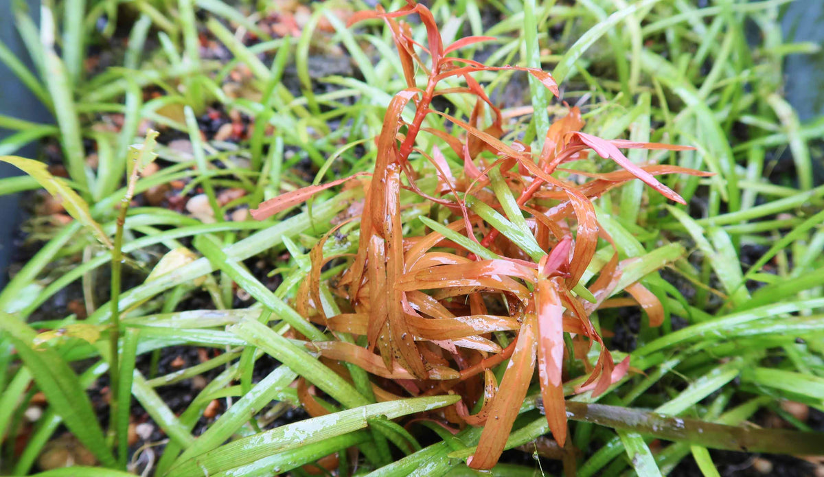 Live Dwarf Sagittaria Aquarium Plant product image 20