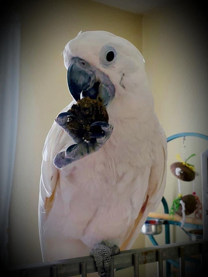 Parrot Birdie Bread Mix Bundle product image 33