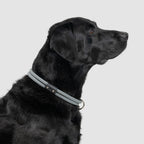 Climbing Rope Slip-On Dog Collar product image 2