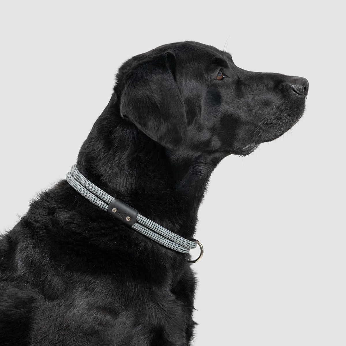 Climbing Rope Slip-On Dog Collar product image 2