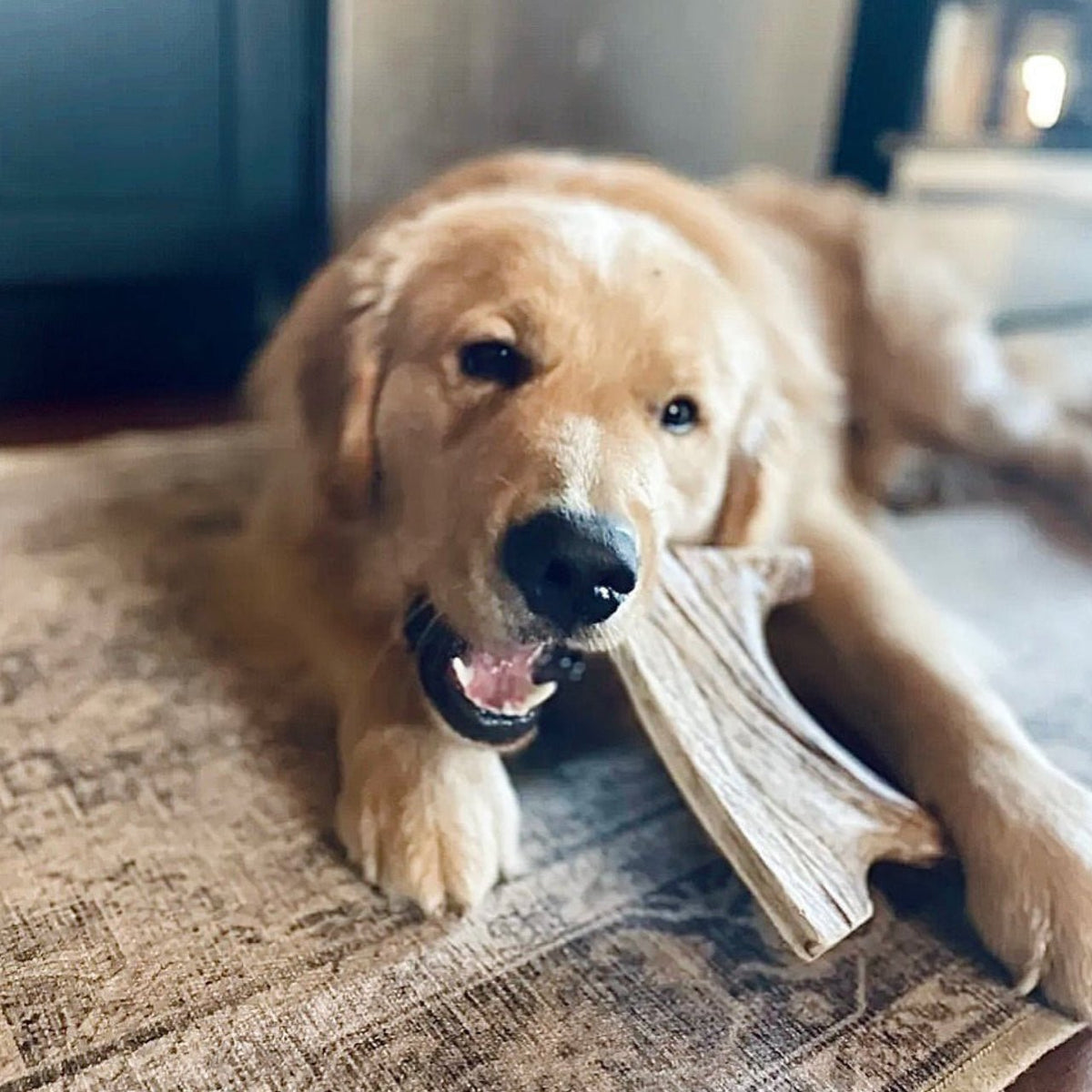 Moose Antler Dog Chew Assortment product image 5