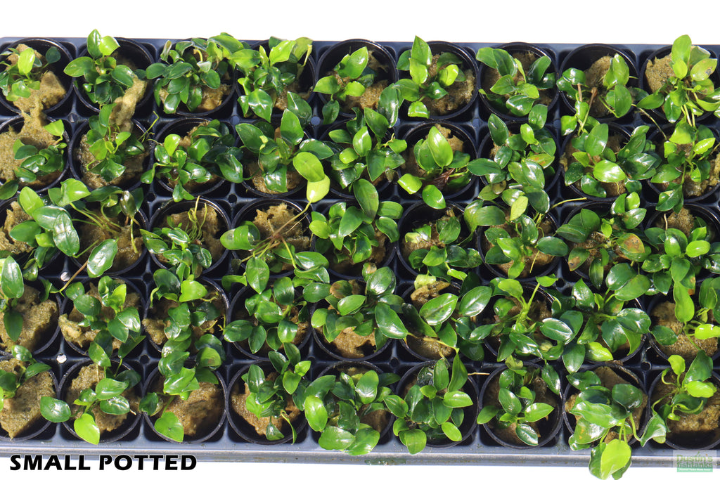 Live Anubias Nana Petite Aquarium Plant product image 53