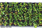 Live Anubias Nana Petite Aquarium Plant product image 53
