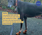 Greyhound and Whippet Dog Boots product image 44