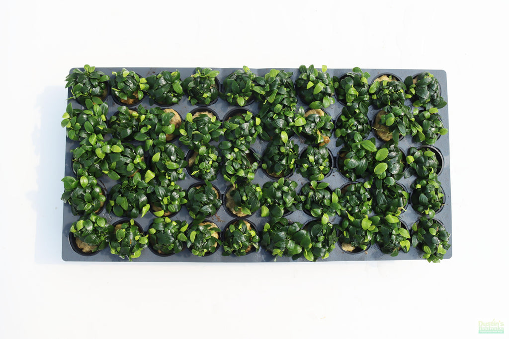Live Anubias Nana Petite Aquarium Plant product image 35