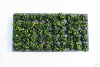 Live Anubias Nana Petite Aquarium Plant product image 35