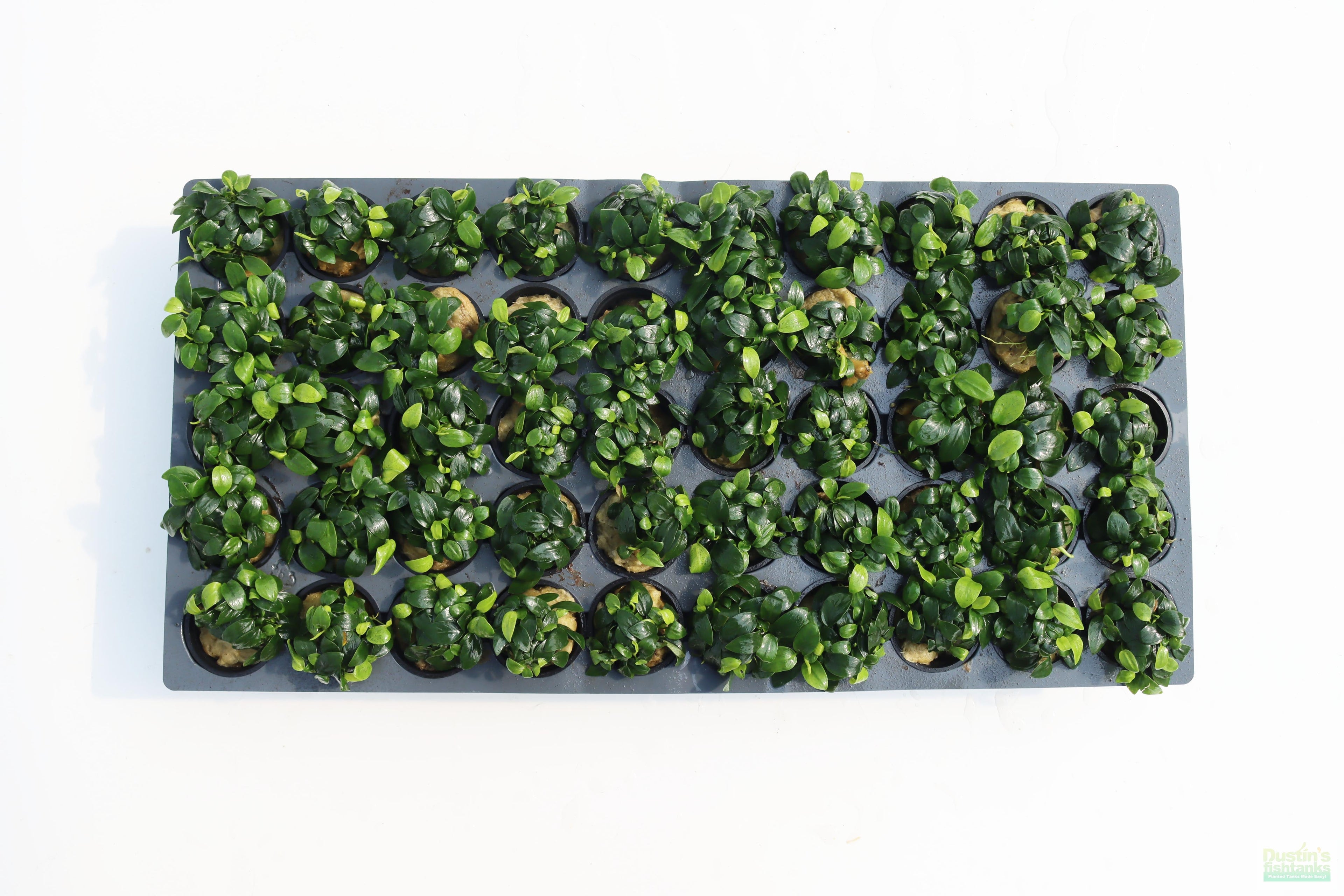Live Anubias Nana Petite Aquarium Plant product image 35