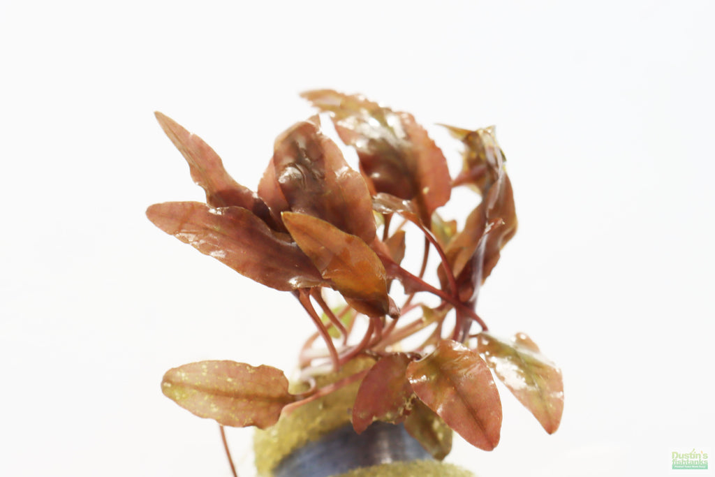 Cryptocoryne Aquarium Plant Pack product image 22