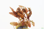 Cryptocoryne Aquarium Plant Pack product image 22