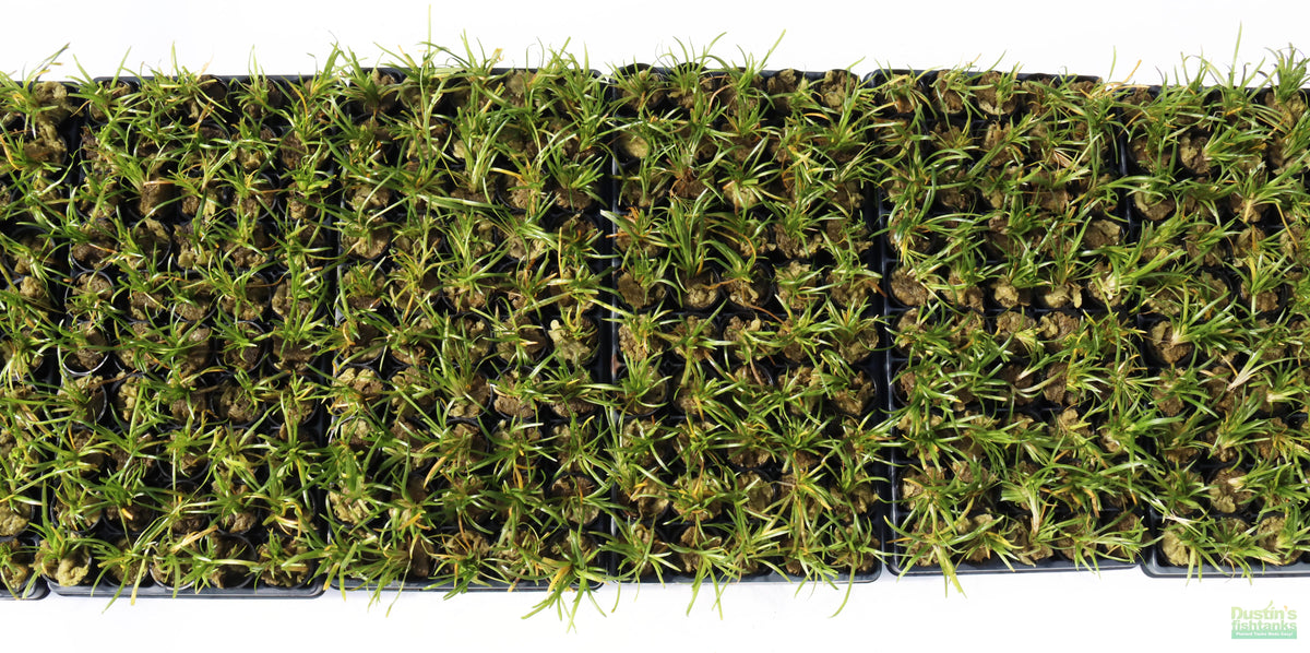 Live Dwarf Sagittaria Aquarium Plant product image 13