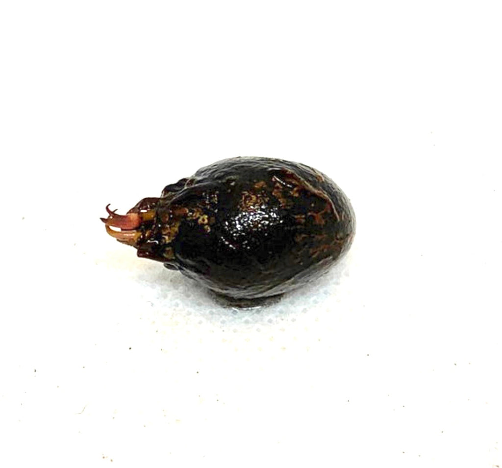 Live Tiger Lotus Aquarium Bulb product image 10