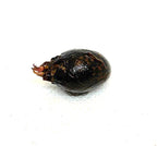 Live Tiger Lotus Aquarium Bulb product image 10