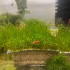 Aquarium Moss Live Flame Moss for Natural Aquascapes, Shrimp Shelter and Easy Beginner Tank Care