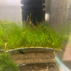 Aquarium Moss Live Flame Moss for Natural Aquascapes, Shrimp Shelter and Easy Beginner Tank Care