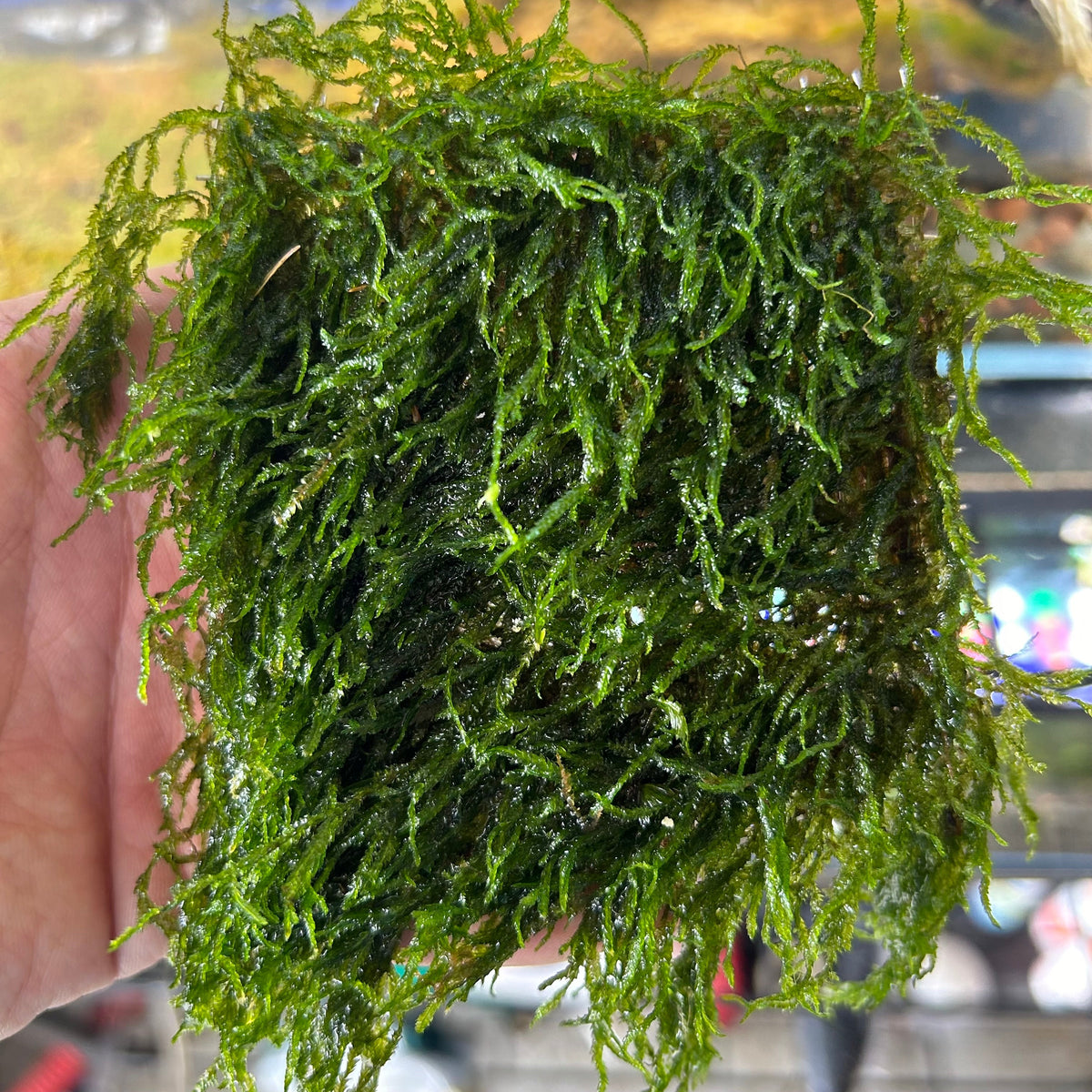 Aquarium Moss Live Flame Moss for Natural Aquascapes, Shrimp Shelter and Easy Beginner Tank Care