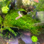Aquarium Moss Live Flame Moss for Natural Aquascapes, Shrimp Shelter and Easy Beginner Tank Care