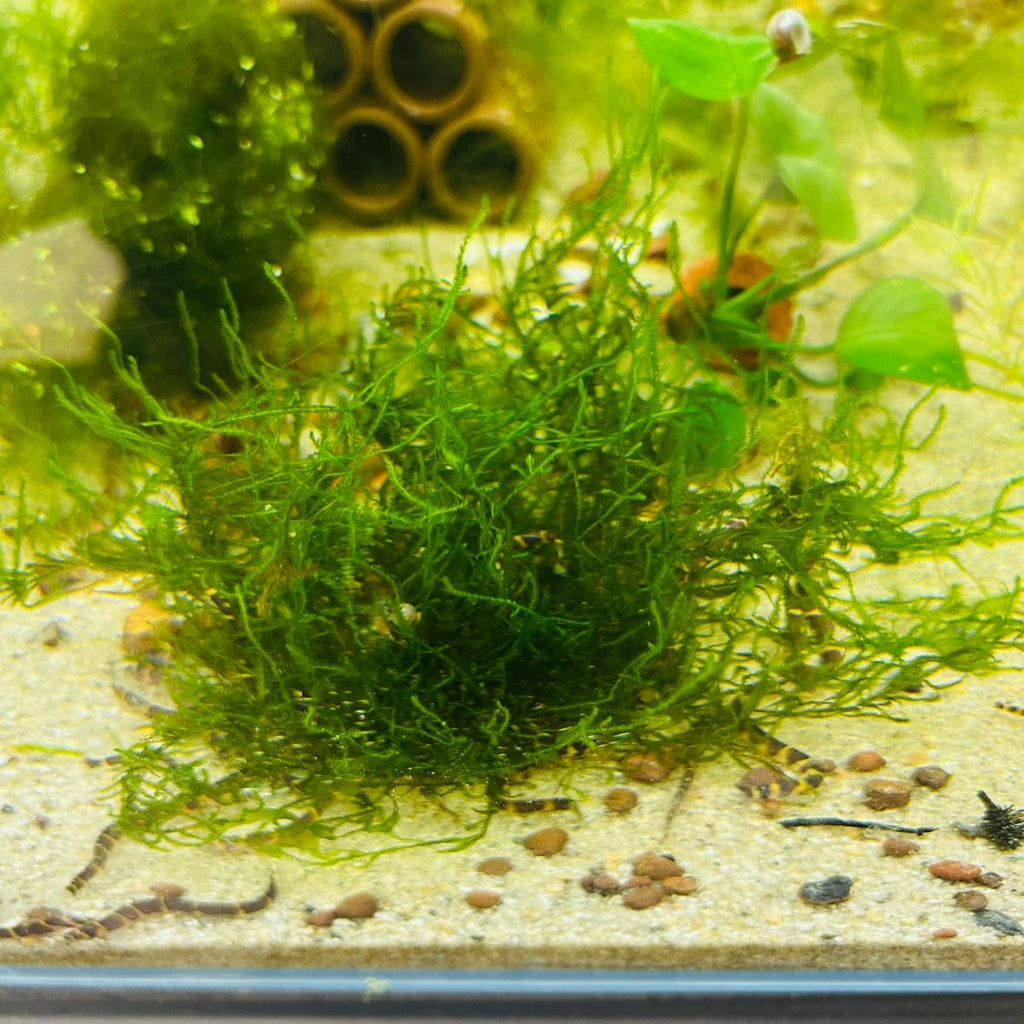 Aquarium Moss Live Flame Moss for Natural Aquascapes, Shrimp Shelter and Easy Beginner Tank Care