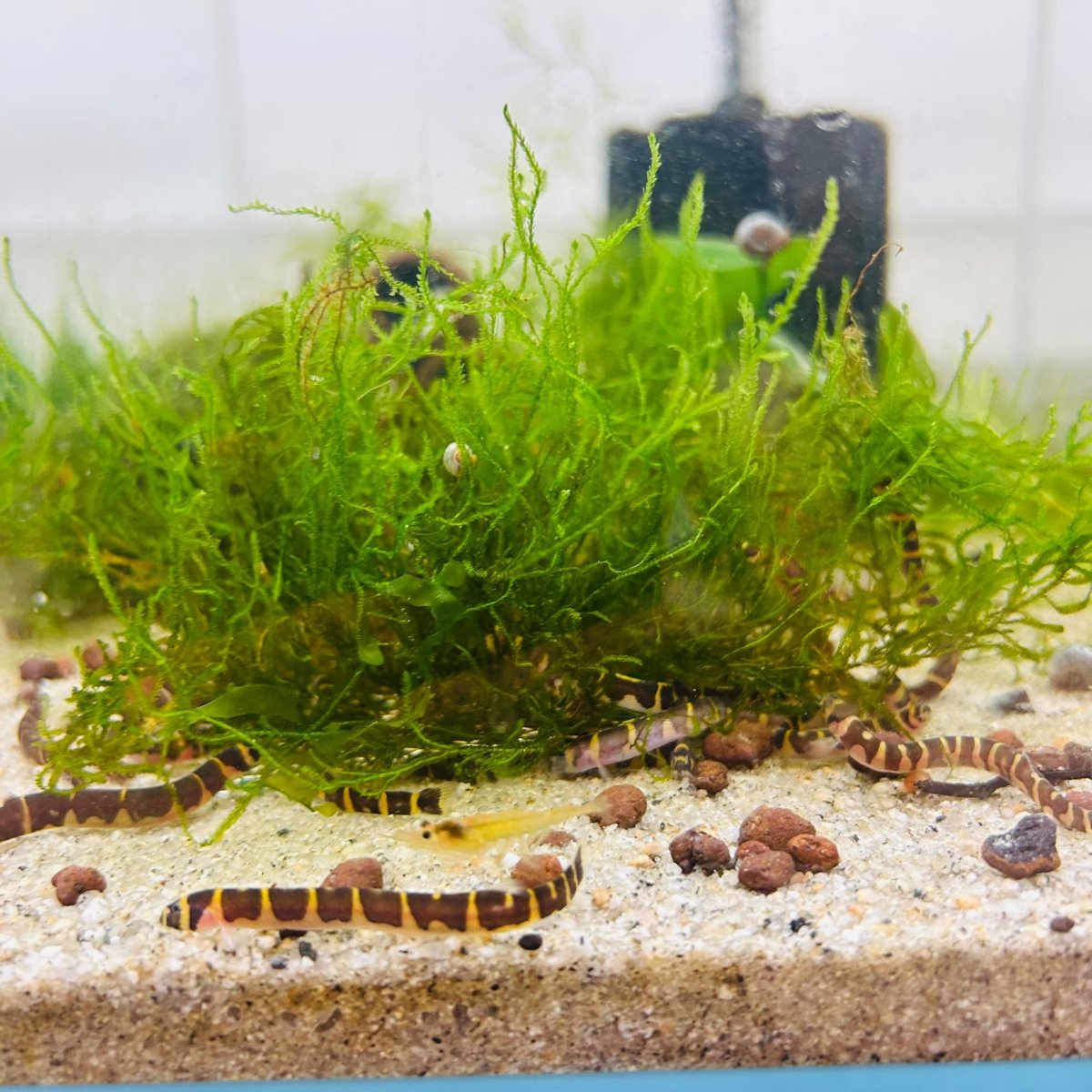 Aquarium Moss Live Flame Moss for Natural Aquascapes, Shrimp Shelter and Easy Beginner Tank Care