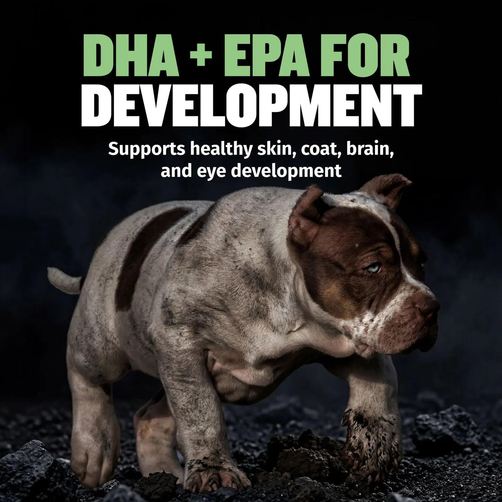 High protein puppy food with lamb pork and postbiotics, product image 5
