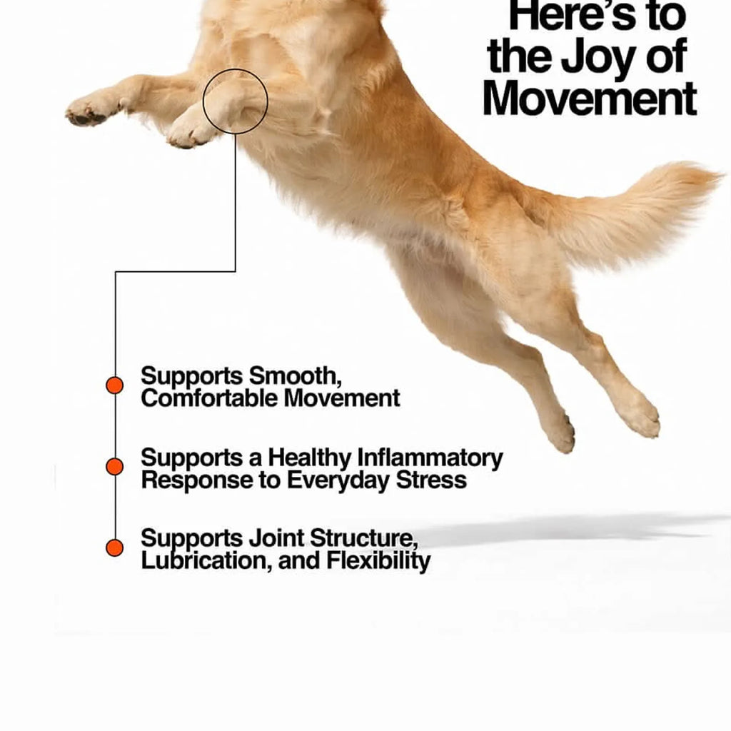 Golden retriever mid-air leap with fluffy tail and soft fur showcasing hip and joint 2.0 advanced support benefits