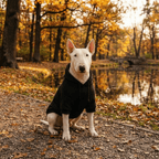 Dog Hoodie product image 4