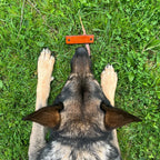 Dog Tracking Article for IGP Scent Training, 10 x 3 cm Leather Marker for Trial Practice and Handler Drills