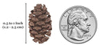 Aquarium Alder Cones product image 4