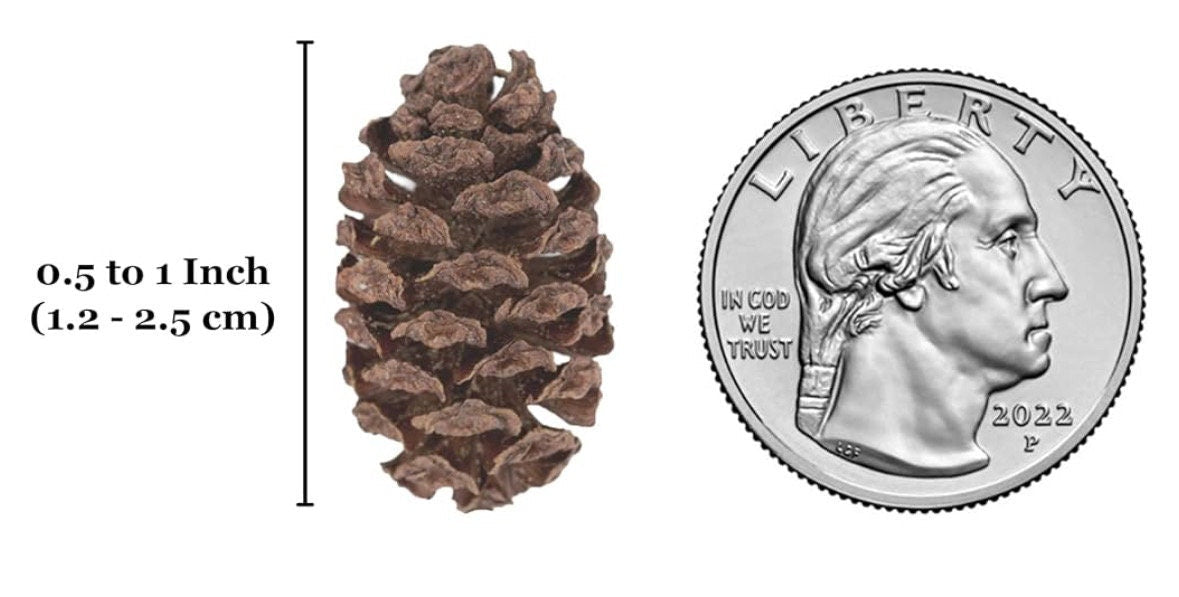 Aquarium Alder Cones product image 4