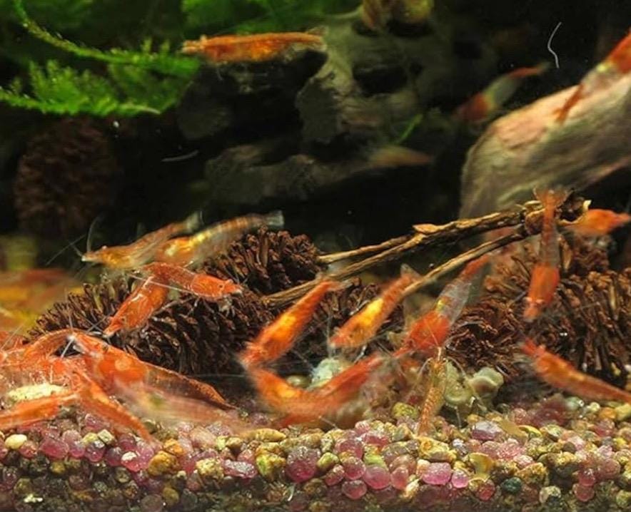 Aquarium Alder Cones product image 5
