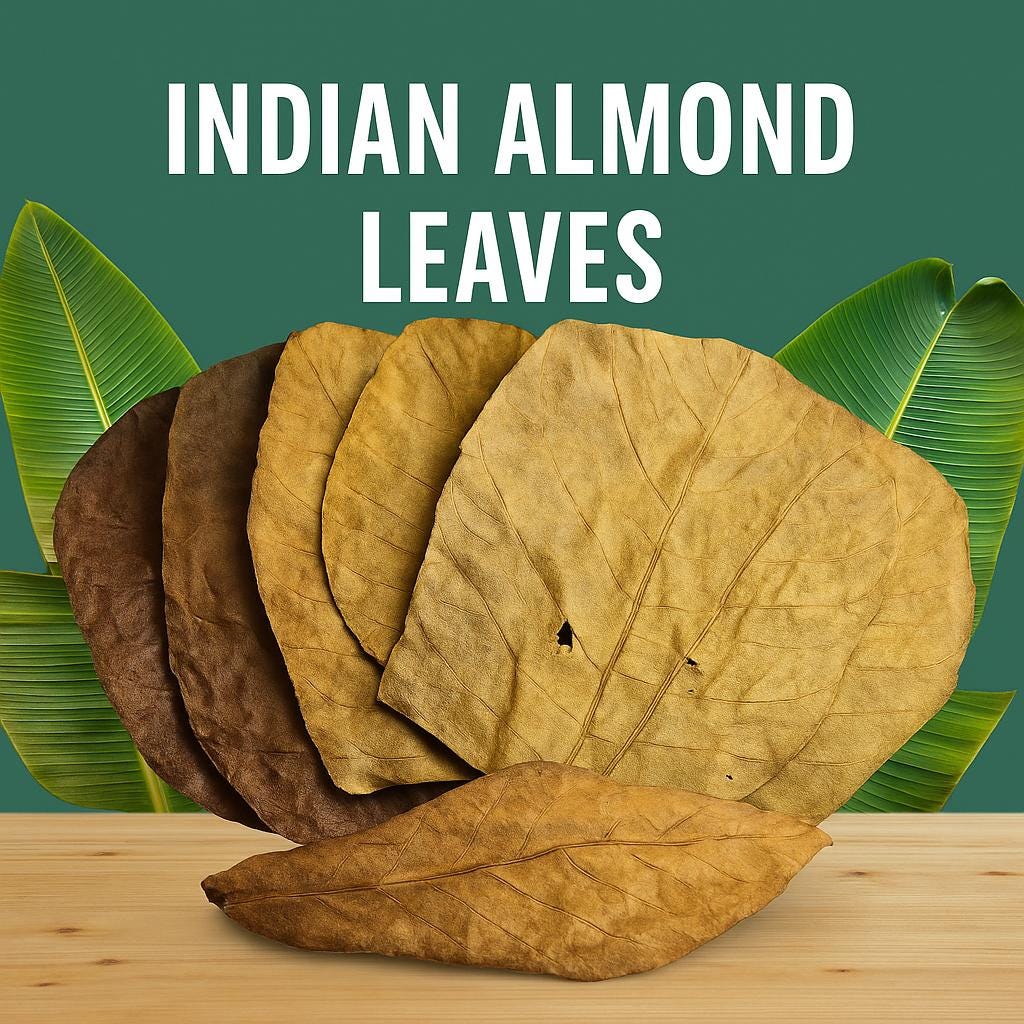 Indian Almond Leaves product image 4