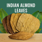 Indian Almond Leaves product image 4