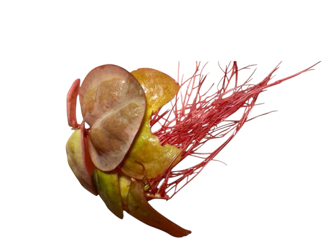 Live Aquarium Plants product image 2