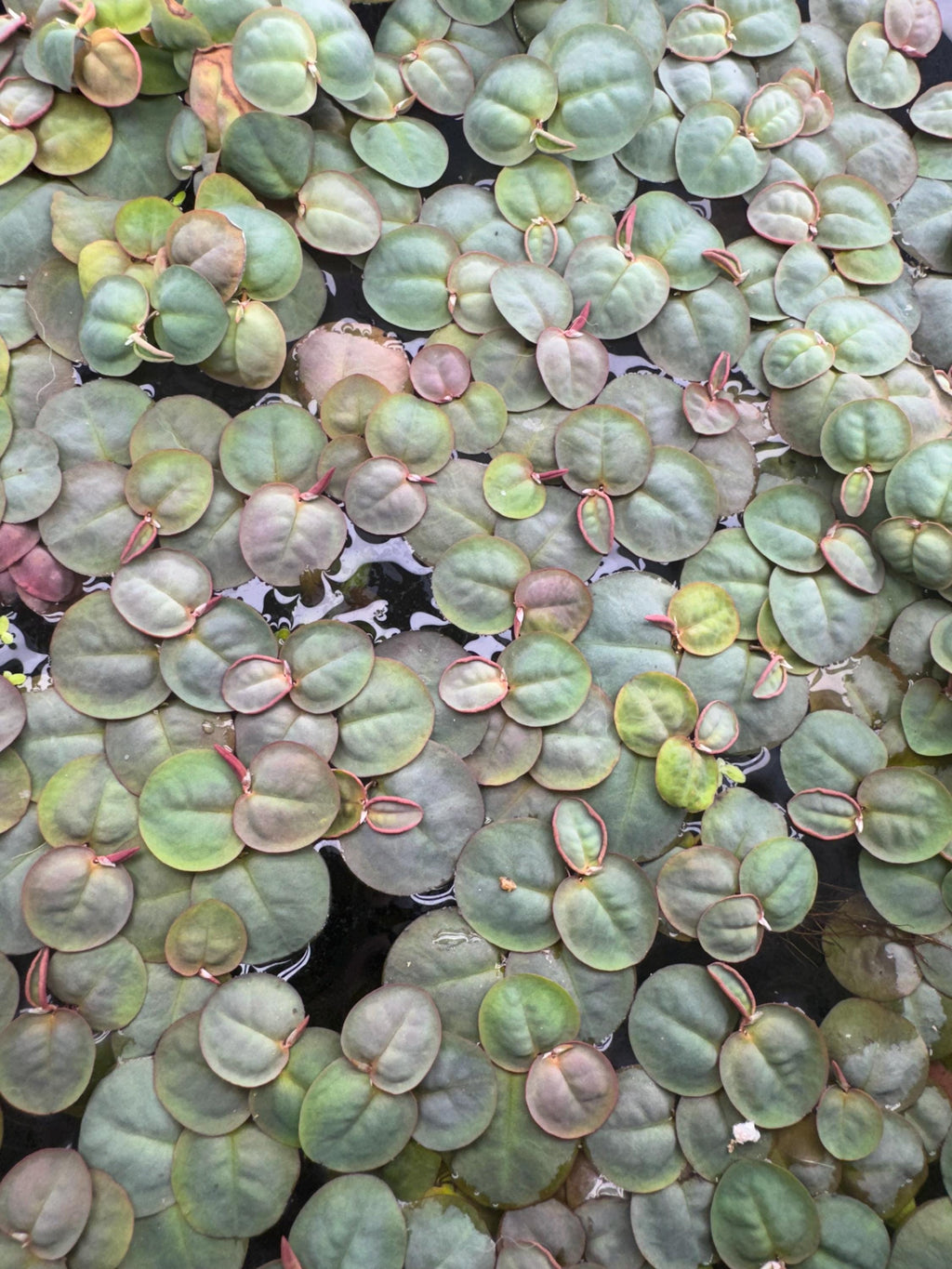 Live Aquarium Plants product image 3