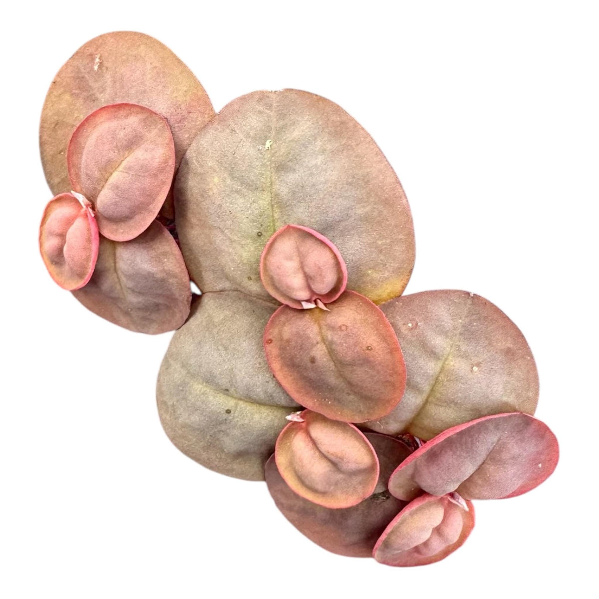 Floating Plant Mix product image 2