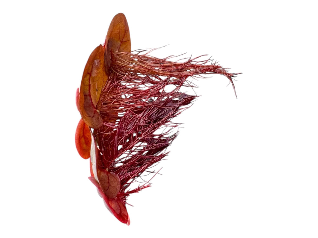 Floating Plant Mix product image 5