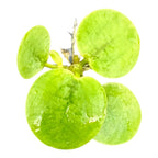 Floating Plant Mix product image 3