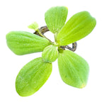 Floating Plant Mix product image 4
