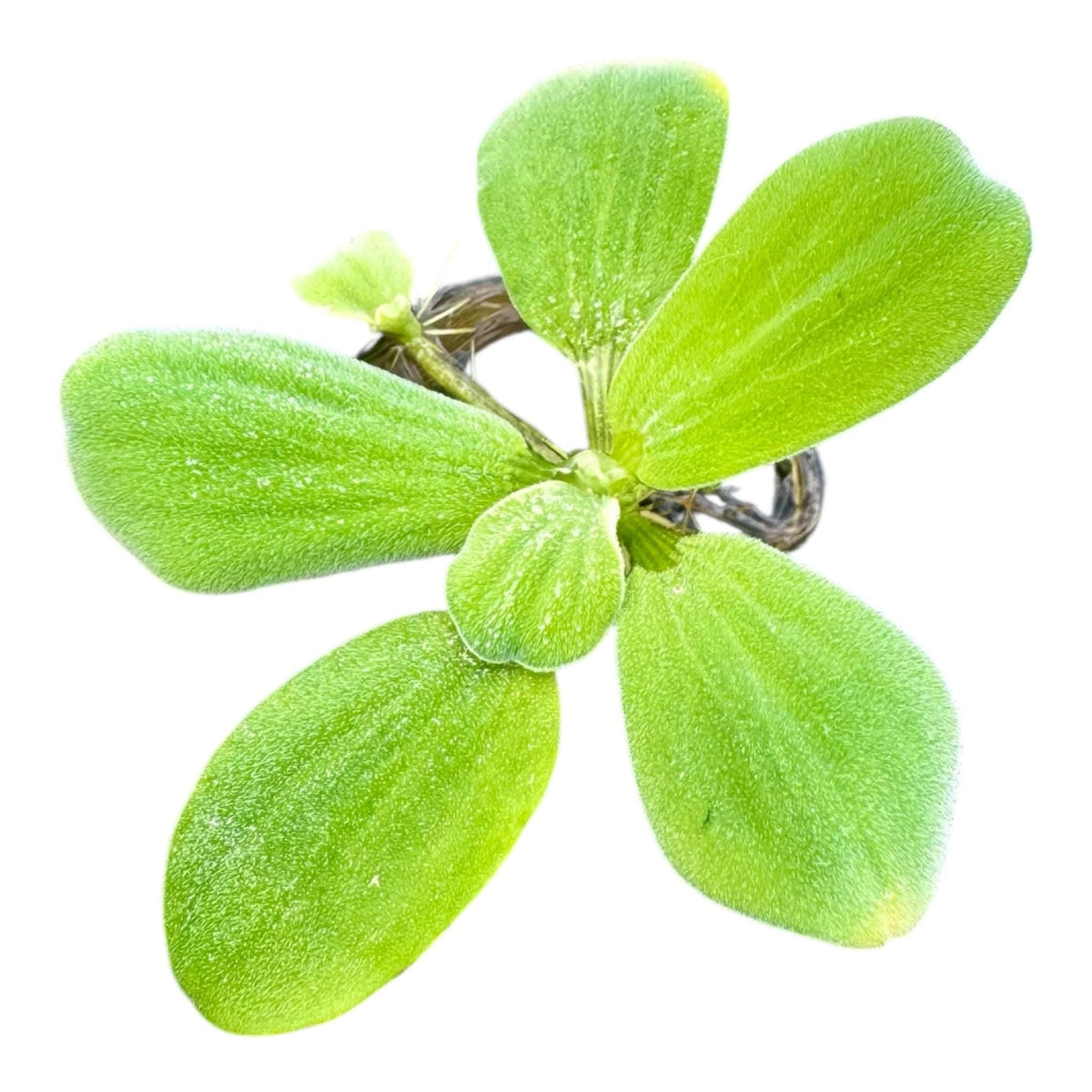 Floating Plant Mix product image 4