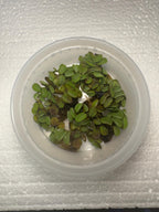 Floating Plant Mix product image 6