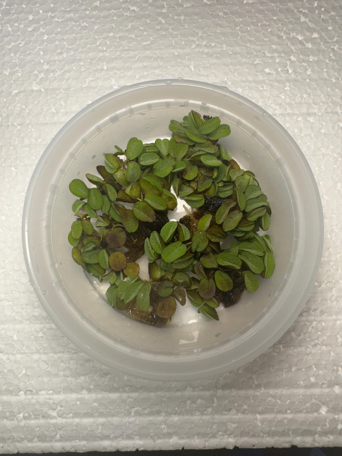 Floating Plant Mix product image 6