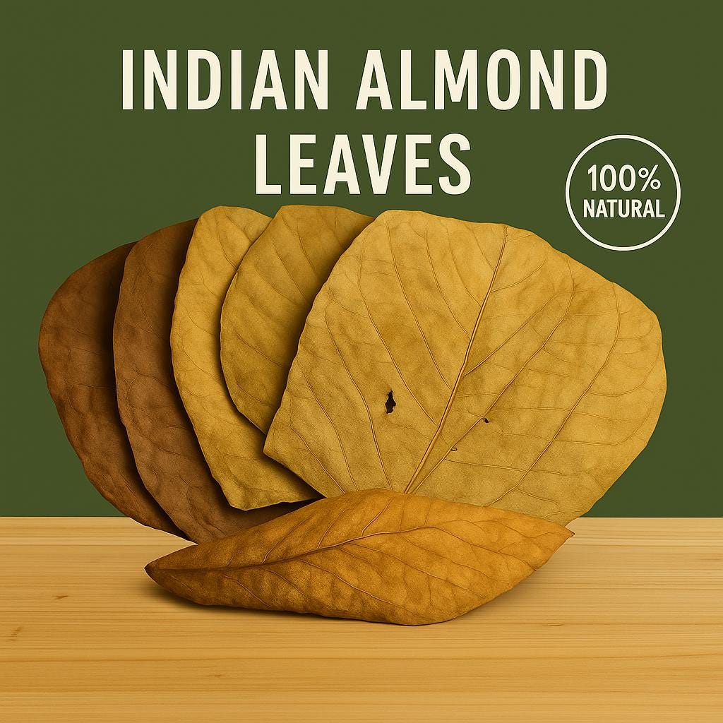 Indian Almond Leaves product image 3